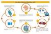 Photo for Umbilical Cord Blood Banking Market - Global Industry Insights, Trends, Outlook, and Opportunity Analysis 2017 - 2025