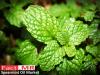 Photo for Spearmint Oil Market Forecast, Trend Analysis & Competition Tracking: Global Review 2017 to 2022