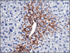 Photo for Immunohistochemistry Market By Application, Technology, Product, Region and Forecast 2025
