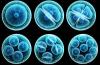 Photo for Stem Cells Market Research Report : Future Demand, Growth Analysis and forecast to 2025