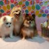 Photo for Head To Tail Pet Grooming