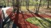 Photo for Greening Landscape & Design LLC