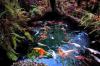 Photo for Redland Koi and Pond