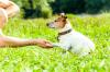 Photo for Professional Paws