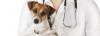 Photo for Dog Clinic