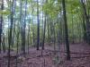 Photo for Bear Trail Subdivision 3 Lots 1 GREAT PRICE!
