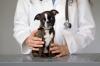 Photo for Veterinary Housecall Services • (888) 904-8628 •  Spay, Neuter, Declawing, Pet Hospital & Veterinary Clinic in Crofton, MD