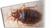 Photo for Earl's Pest Control