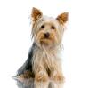 Photo for MapVet.com - Your Local Pet Care Answer