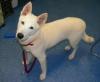 Photo for MapVet.com - Your Local Pet Care Answer