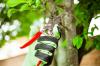 Photo for Urban Arbor Tree Service