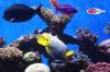 Photo for The Birch Aquarium La Jolla A Great San Diego Attraction