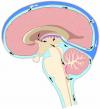 Photo for CSF management Market Forecast 2021 DePuy Synthes, Integra LifeSciences Holding Corporation