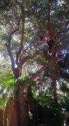 Photo for Kings Tree Service
