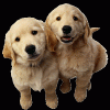 Photo for Rainbow Veterinary Hospital in Burbank, CA...A Premiere Vet for your Pet!