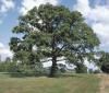 Photo for Majestic Oak Financial - Providing Objective, Comprehensive Financial Planning & Asset Management