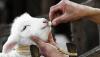 Photo for Animal Antimicrobials and Antibiotics Market Size is Growing Globally by 2021