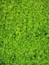 Photo for Why Artificial Plant Wall Perfect for Home Décor?