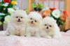 Photo for Premium Puppies