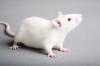 Photo for Global Rat Model Market will increase by 9.7% annually till 2021