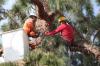 Photo for Tree Removal Rockford IL