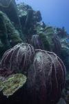 Photo for Sulawesi Dive - Sanctum Dive Resort