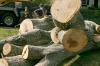 Photo for Ads Tree Service
