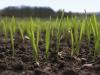Photo for Agricultural Biologicals Testing Market Share Charges Ahead with Huge Growth by 2016-2024