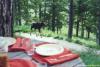 Photo for Gracious mountain breakfasts served with binoculars.