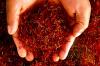 Photo for Moroccan Saffron Harvesting & Moroccan Saffron Tour, Your Morocco Travel Guide