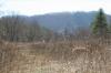 Photo for Land for Sale  9999 White Pine Drive  Lot A  Fletcher NC  28732