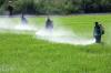 Photo for Agricultural Disinfectants Market Trends Will double by 2024