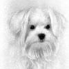 Photo for Need a Great Pet Photographer?