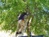 Photo for Fayetteville Tree Care Services