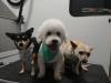 Photo for Dirty Dawgz Mobile Salon