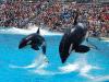 Photo for San Diego Attraction Tickets Things to Do Tickets Discount Rates Beach Hotel Packages