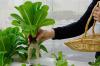 Photo for GTA Hydroponics