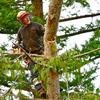 Photo for Elias Chavez Tree Service