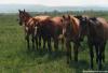 Photo for Diamond X Guest Ranch and Retreat