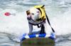 Photo for 2011 Loews Dog Surfing Contest Photos and Videos Imperial Beach San Diego