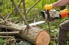 Photo for Melgar's Complete Tree Service & Landscaping