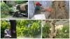 Photo for Forrest Tree Service