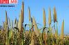 Photo for Millets Market Forecast, Trend Analysis & Competition Tracking – Global Review 2017 to 2022