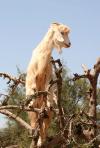 Photo for Argan Oil & Goats in Trees, Your Morocco Travel Guide