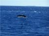 Photo for Maalaea Vacation Rental Unbelievable Waterfront Location...