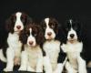 Photo for Dog Grooming | Dog Boarding | Dog Day Care | Dog Sitting - Serving Manalapan, NJ & surrounding areas.  Call (732) 792-6905 today.