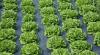 Photo for Mulch Film market to Approach USD 4.2 Billion by 2021