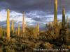 Photo for Experience pristine desert living with Old World charm