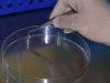 Photo for Cell Line Development Market to Rear Excessive Growth during 2012 - 2022