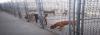 Photo for How to Choose a Dog Daycare In Edmonton